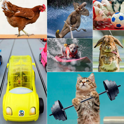 Animal Competitions: Real or Fake? - 2 - Slide Title